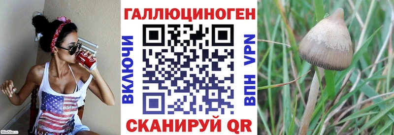 Псилоцибиновые грибы Cubensis  мориарти какой сайт  Отрадное 